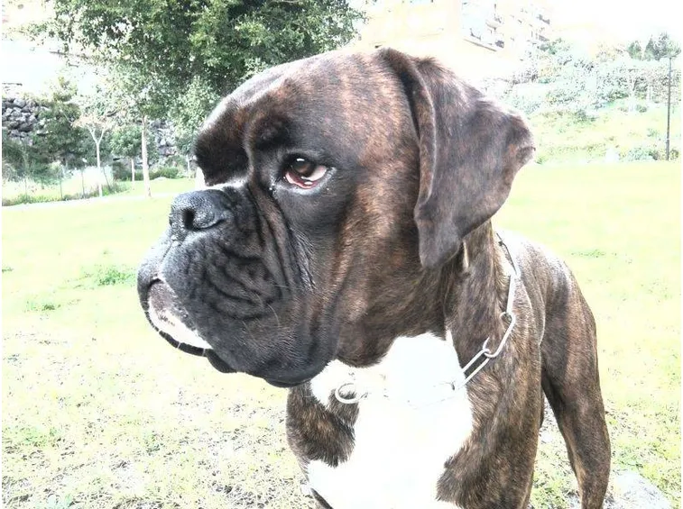 Boxer tigrato adulto