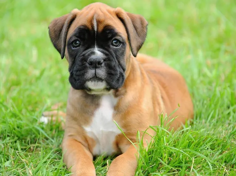 Boxer cucciolo