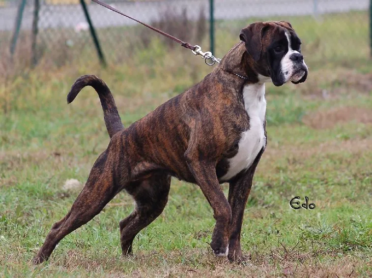 Boxer tigrato durante una passeggiata