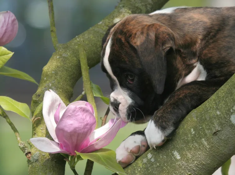 Boxer con cuccioli