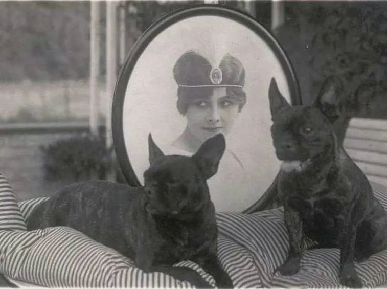 Foto antica di bulldog francesi