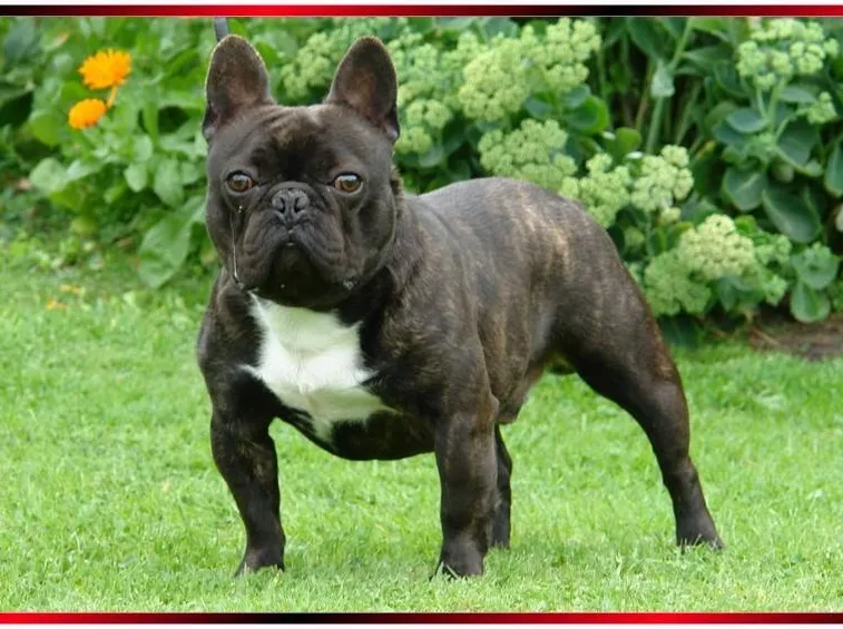 Esemplare di bulldog francese