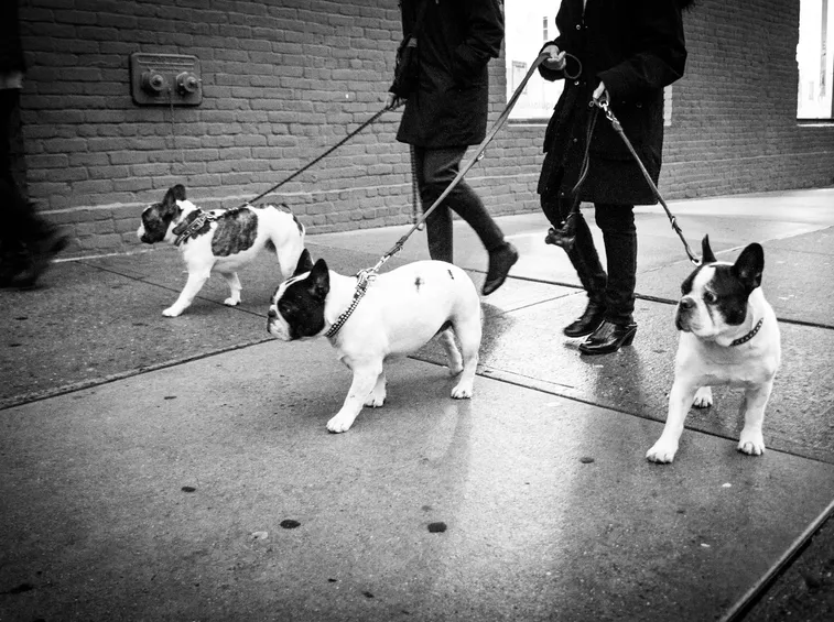 Il bulldog francese ama le passeggiate con il padrone