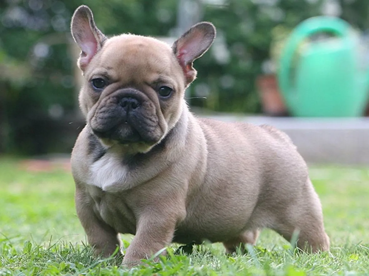 Cucciolo di bulldog francese