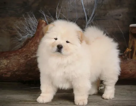 Cucciolo di chow chow