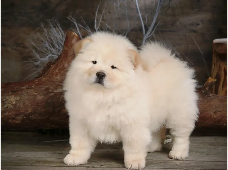 Cucciolo di chow chow