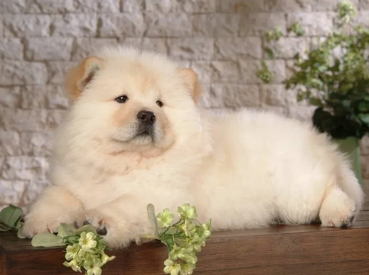 Chow chow bianco