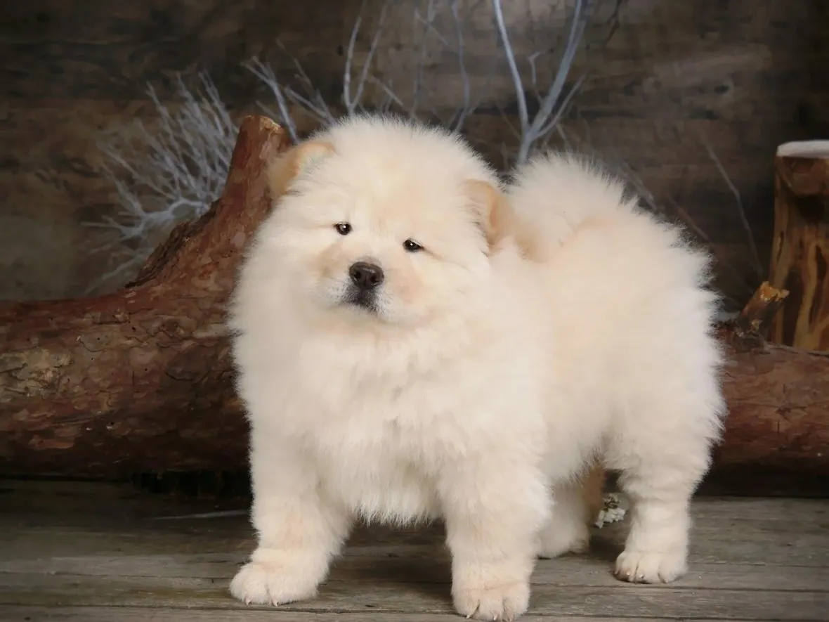 Cucciolo di chow chow