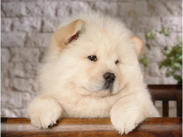 cucciolo di Chow Chow dal pelo bianco
