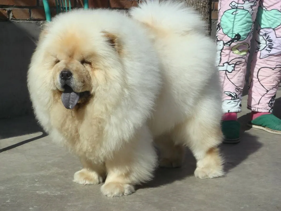Chow Chow dal pelo bianco