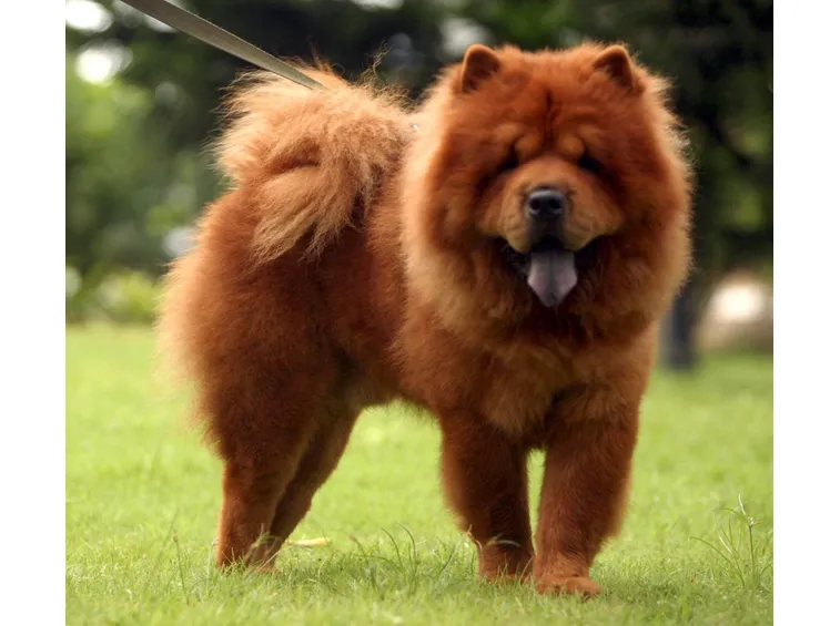 Chow chow adulto