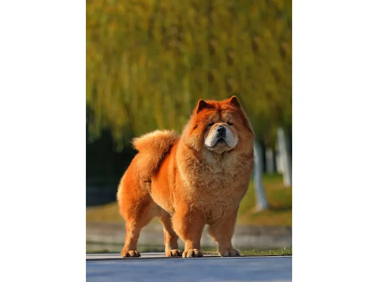 Chow chow adulto