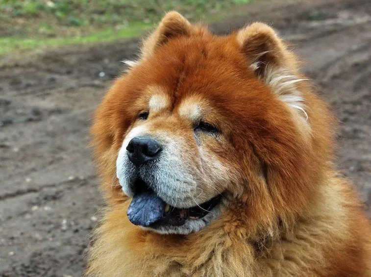 Un chow chow adulto con la tipica lingua nera