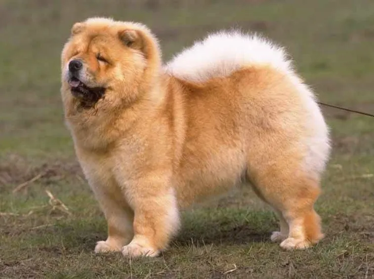un chow chow in posa