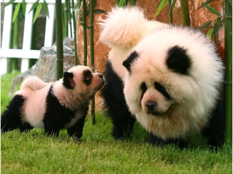 chow chow panda