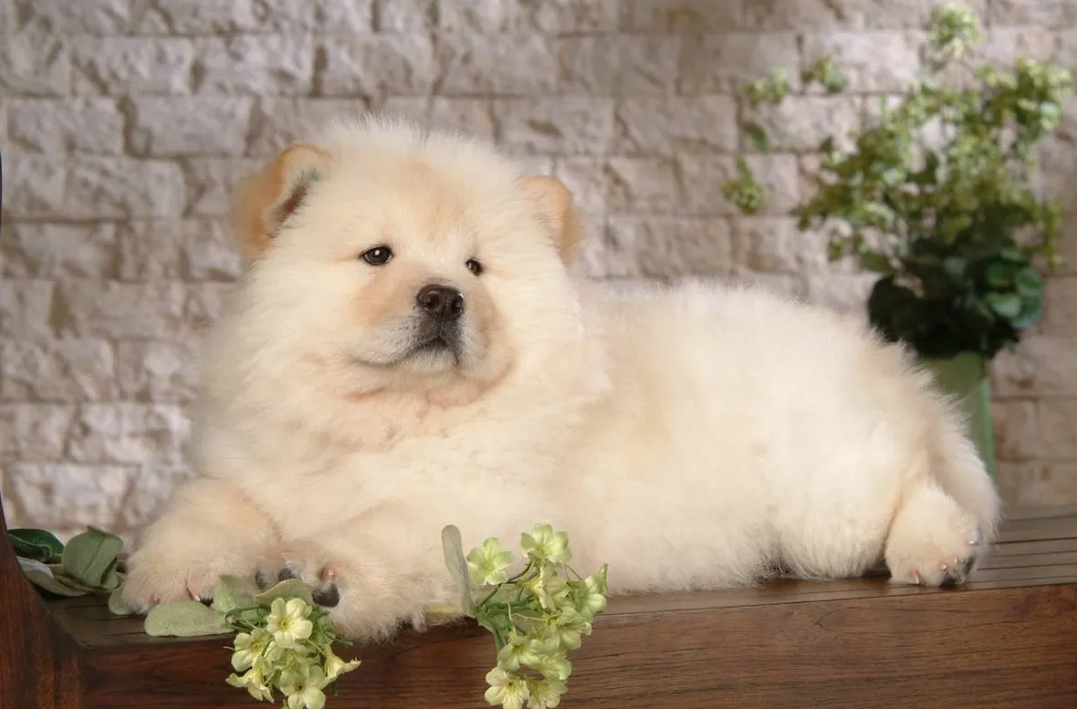 chow chow bianco