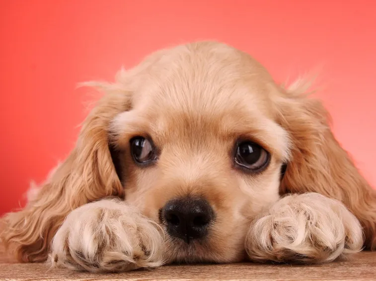 Tenero Cocker spaniel color caramello