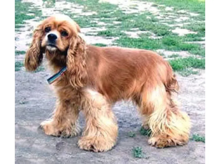 Esemplare di Cocker Spaniel Americano