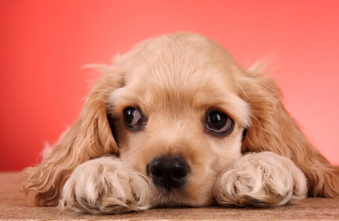 Tenero Cocker spaniel color caramello
