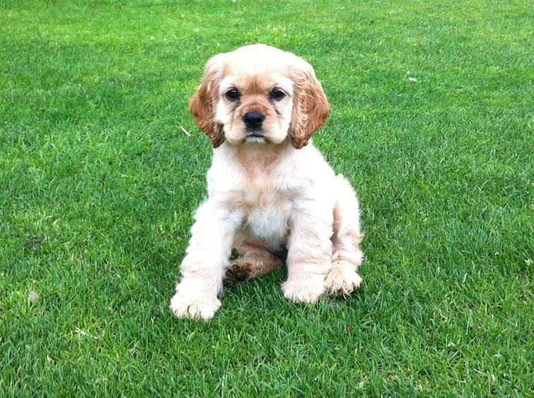 Un cucciolo di cocker americano