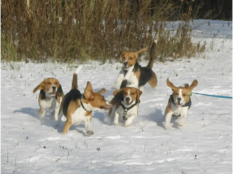Beagle sulla neve