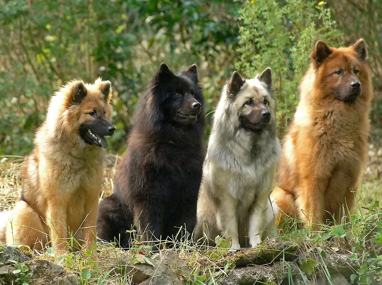 eurasier