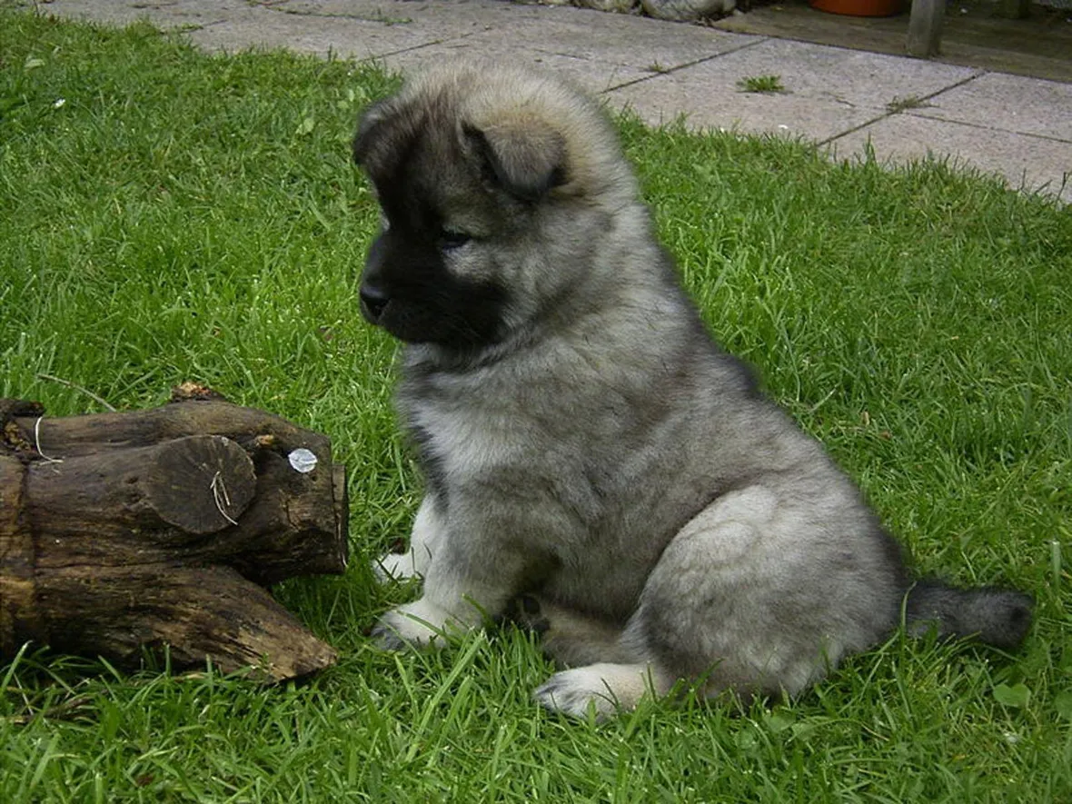 eurasier
