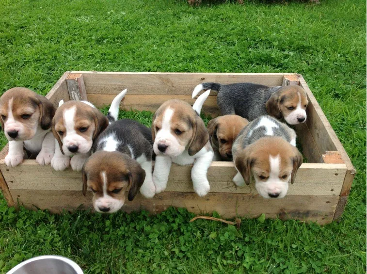 Cucciolata di beagle