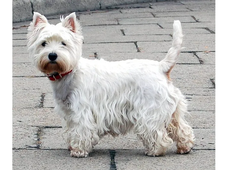 Il West Highland White Terrier