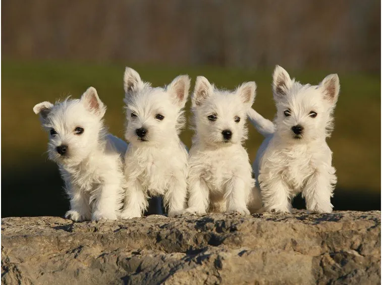 Cuccioli di White Terrier
