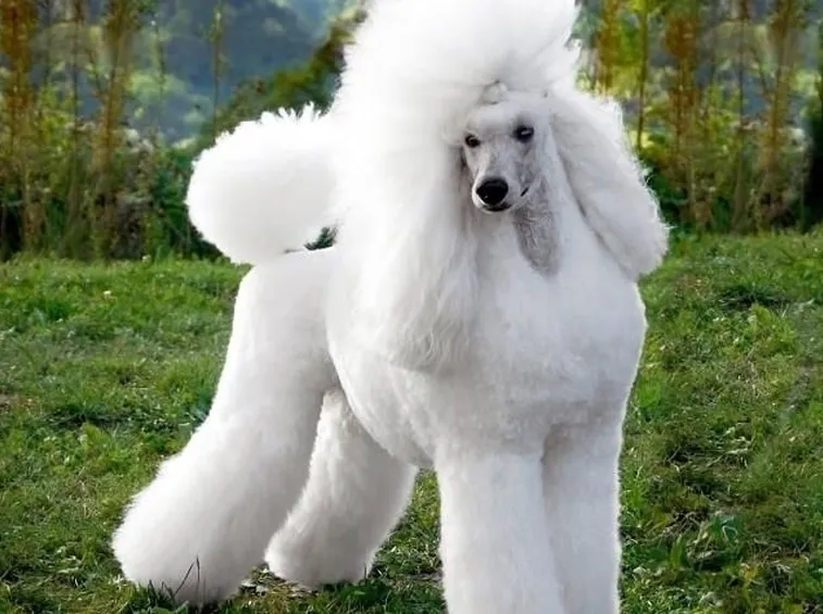 Barbone bianco
