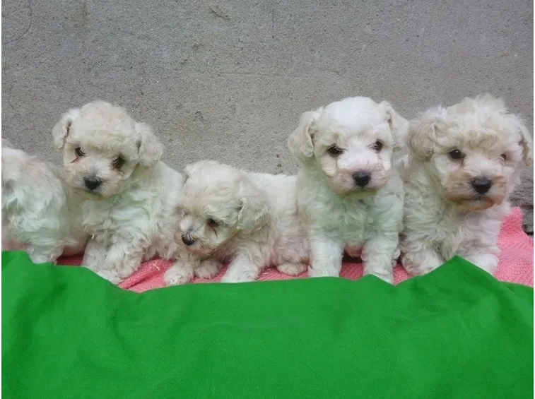 Cuccioli di barbone toy