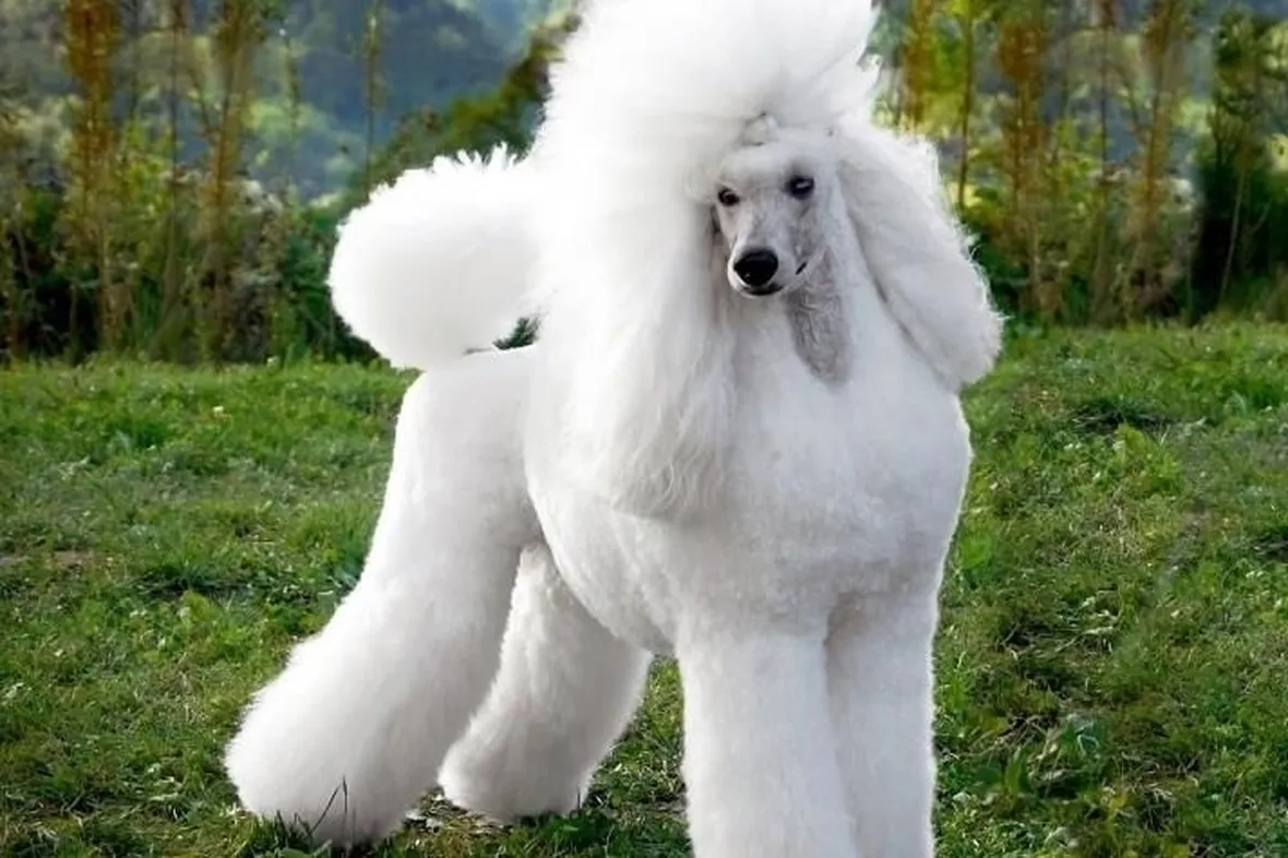 Barbone bianco