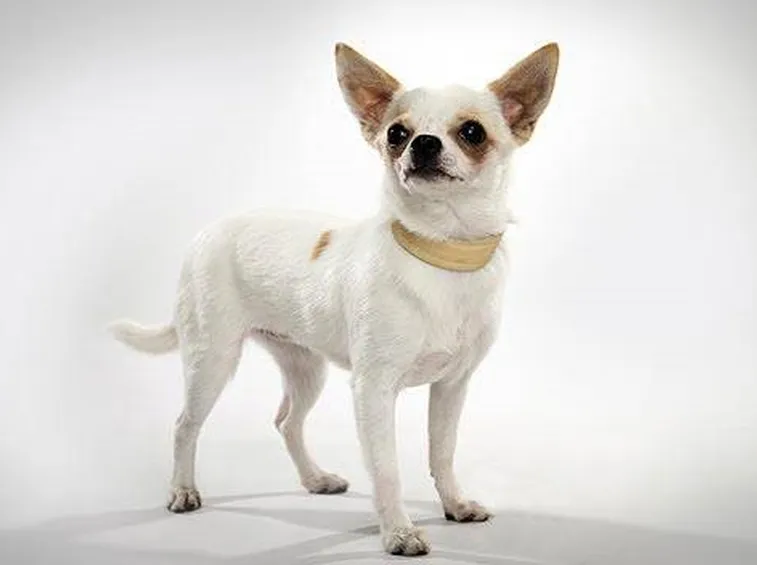 Profilo di un chihuahua: orecchio, occhio, musetto e testolina