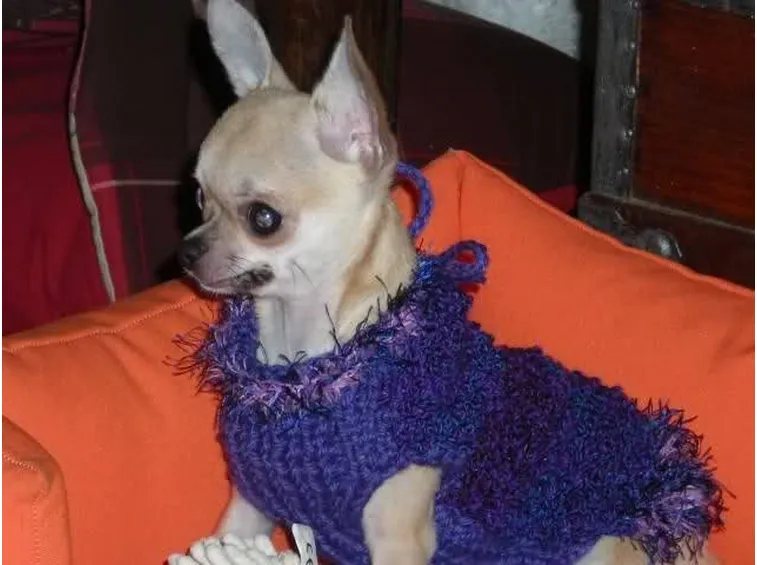 Chihuahua freddoloso nel suo maglioncino.