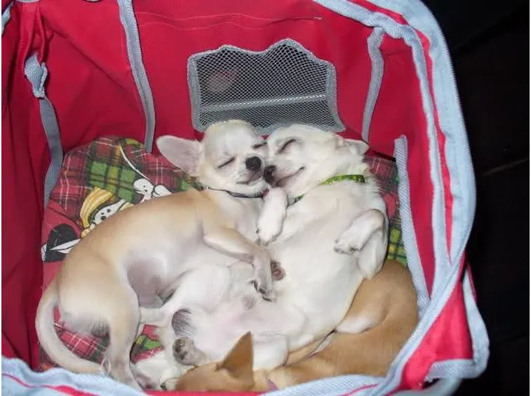 Due adorabili chihuahua dormono abbracciati