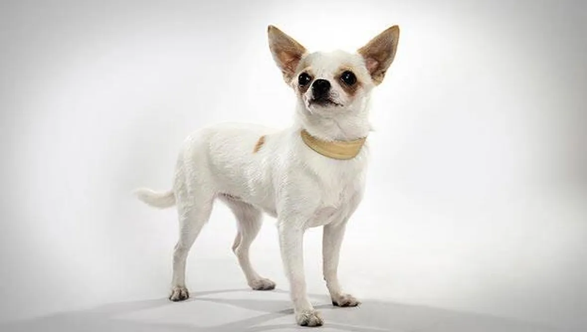 Profilo di un chihuahua: orecchio, occhio, musetto e testolina