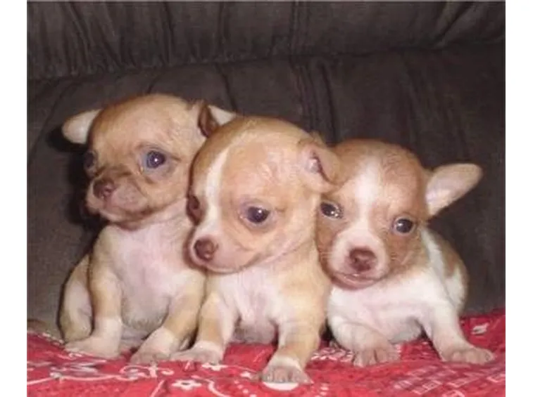 Chihuahua