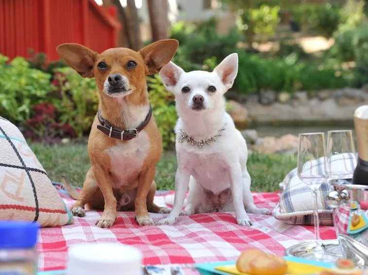 coppia di Chihuahua veri