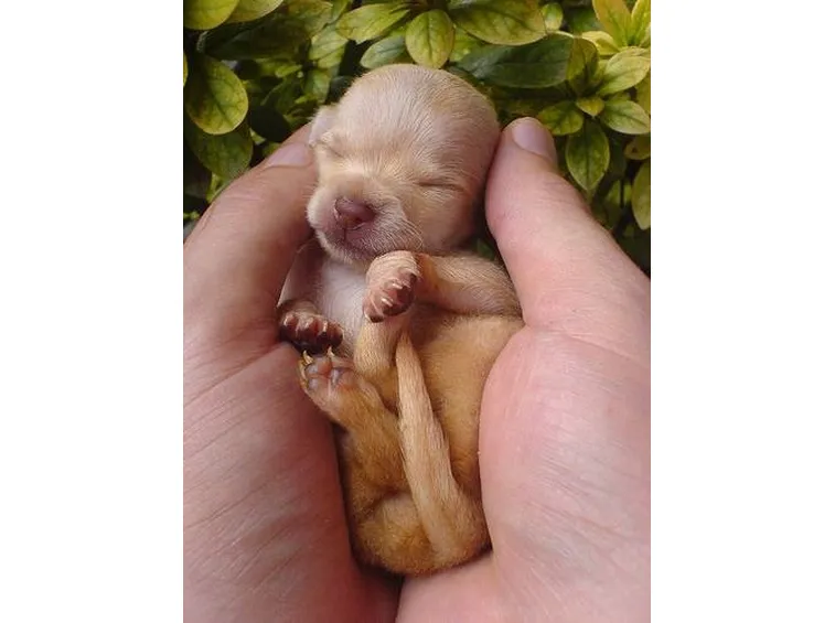 chihuahua appena nati