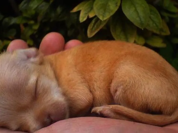 un cucciolo