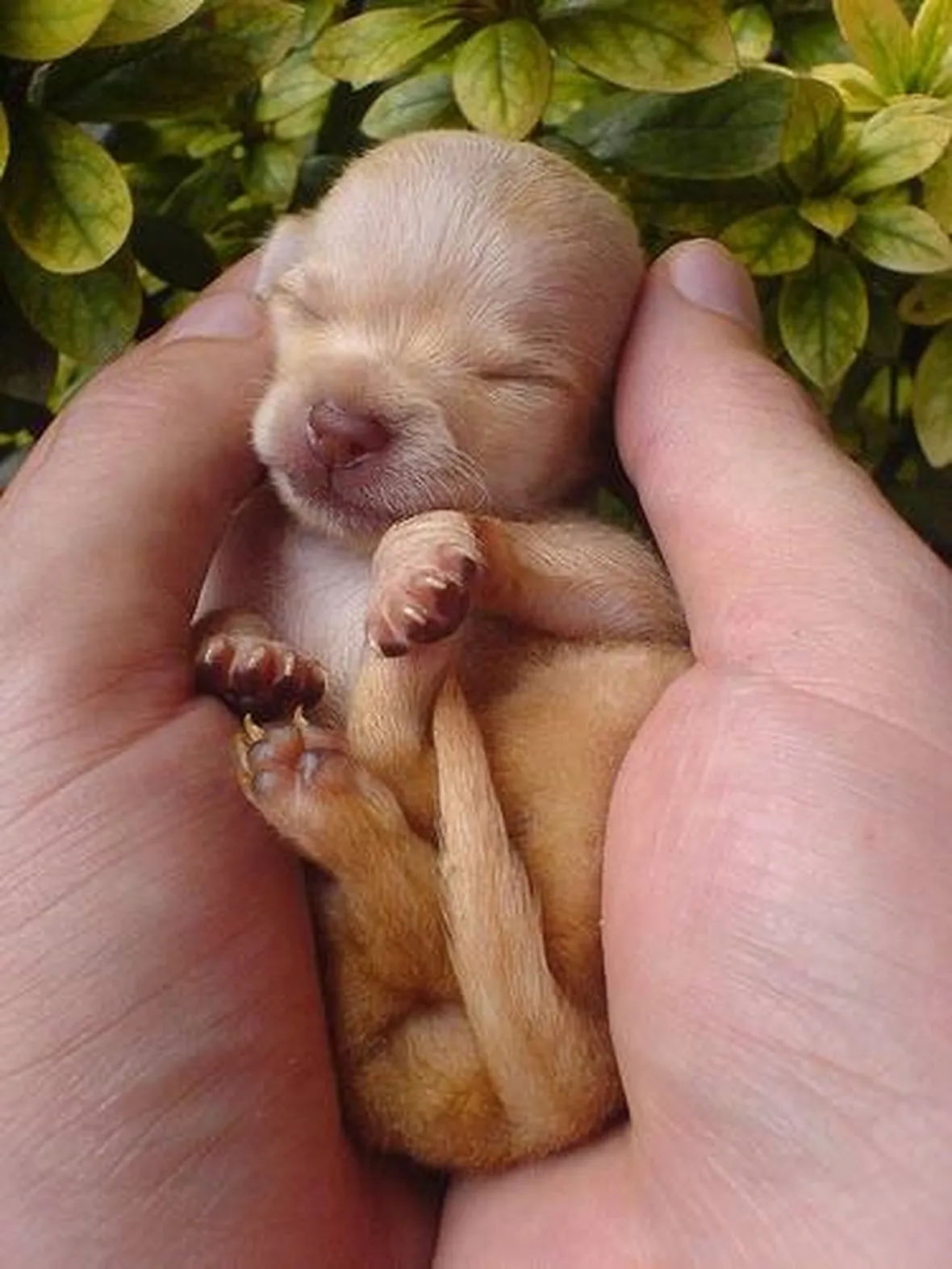 chihuahua appena nati