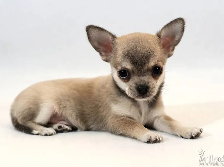 chihuahua mini toy