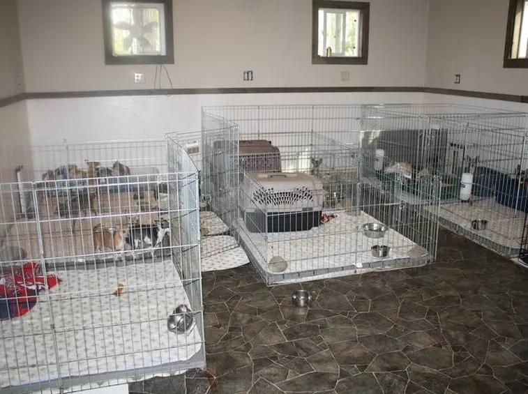 Chihuahua nei canili
