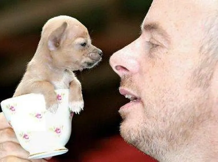 Chihuahua nano