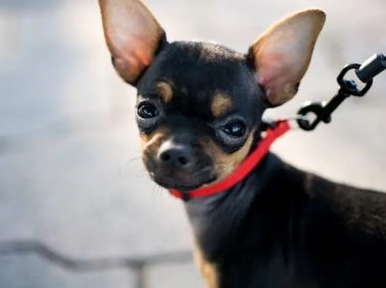 Chihuahua nano