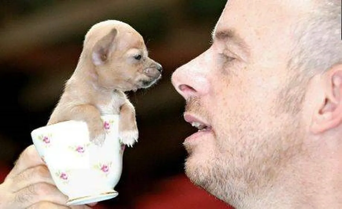 Chihuahua nano
