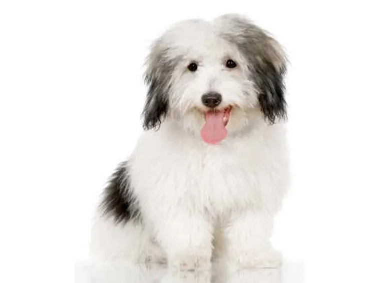 Coton de tulear