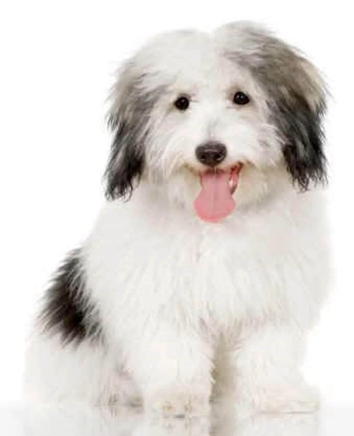 Coton de tulear