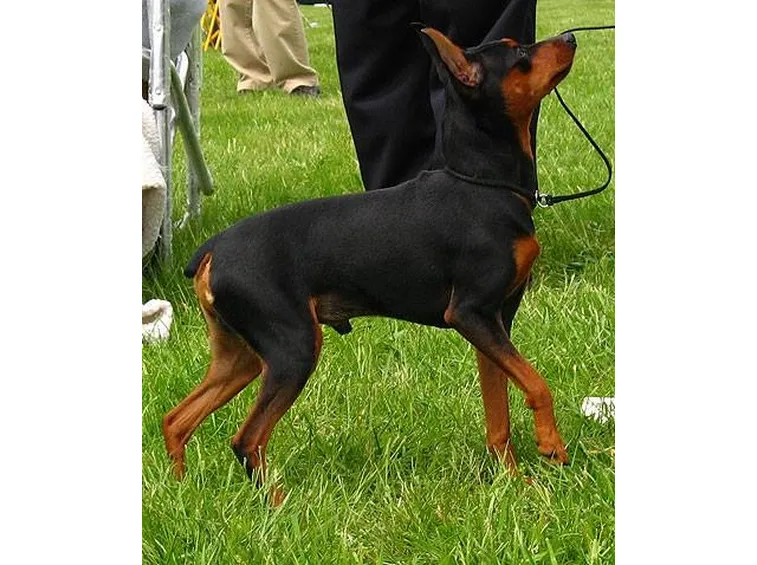 Pinscher nano